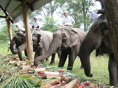 Tổ chức tiệc buffet cho 37 con voi nhà tại Đắk Lắk