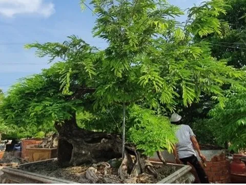 "Vua me" với những tác phẩm bonsai "hái" tiền tỷ