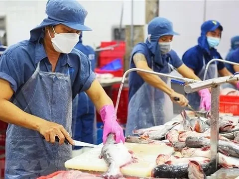 Giá cá tra đông lạnh xuất khẩu sang Mexico tăng 63,5%