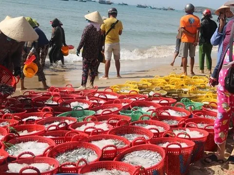 Ngư dân Bình Thuận trúng đậm cá cơm cao điểm vụ Nam