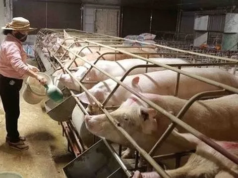 Chi phí đầu vào tăng cao, người nuôi heo e dè khi tái đàn