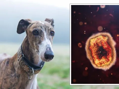 WHO cảnh báo virus đậu mùa khỉ đột biến nguy hiểm