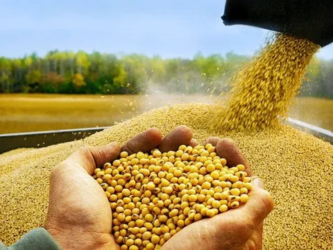 Chu kì biến động của giá nông sản đang mở ra cánh cửa mới cho ngành chăn nuôi