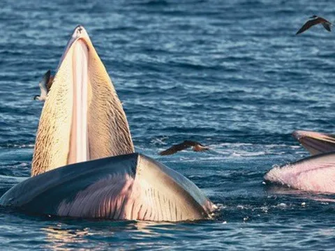 Nhiếp ảnh gia chia sẻ kinh nghiệm săn ảnh cá voi ở biển Đề Gi