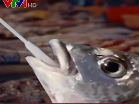 Thành phố Hạ Môn (Trung Quốc) xét nghiệm COVID-19 ở hải sản