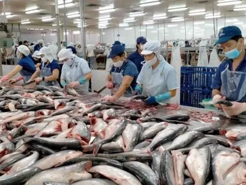 Doanh nghiệp xuất khẩu cá tra "gỡ gạc" ở thị trường nhỏ