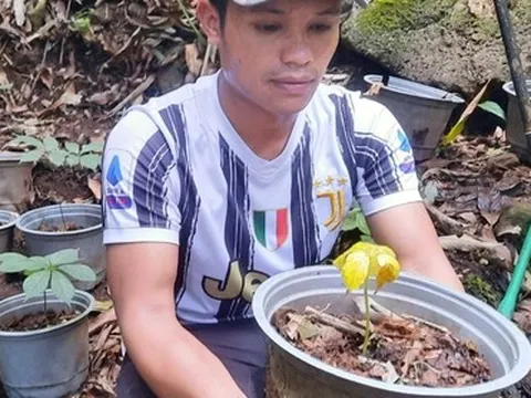 Giải nguy cho người trồng sâm Ngọc Linh