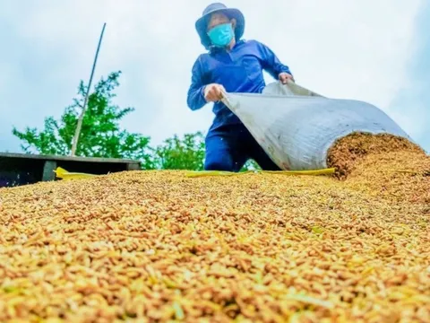 Thị trường nông sản tuần qua: Giá cà phê tăng nhẹ