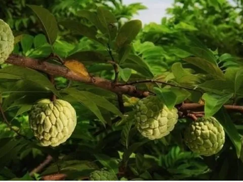 Nông dân Chi Lăng đứng trước vụ na nhiều khó khăn