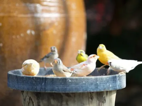 Vườn chim hơn 1 tỷ đồng trên sân thượng