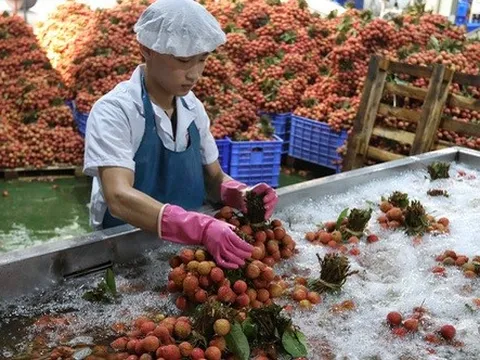 Bắc Giang thu gần 6.800 tỷ đồng từ vụ vải 2022