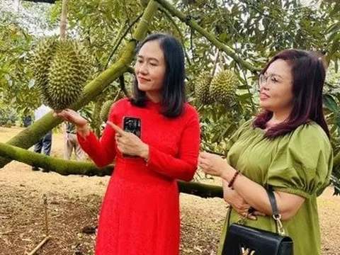 Sẽ tổ chức thả khinh khí cầu tại Lễ hội sầu riêng huyện Krông Pắk