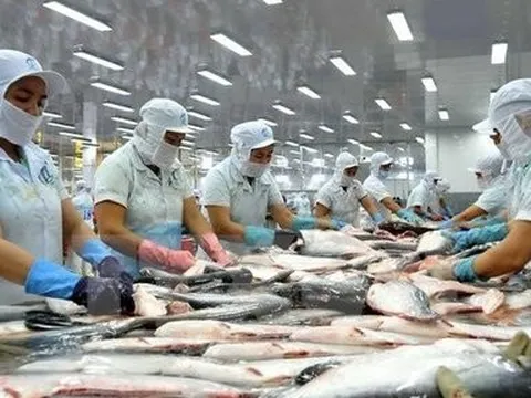 Dự báo giá cá tra xuất khẩu sẽ tiếp tục sụt giảm