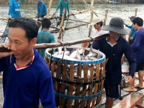 Giá cá tra tăng mức kỉ lục, ngư dân phấn khởi