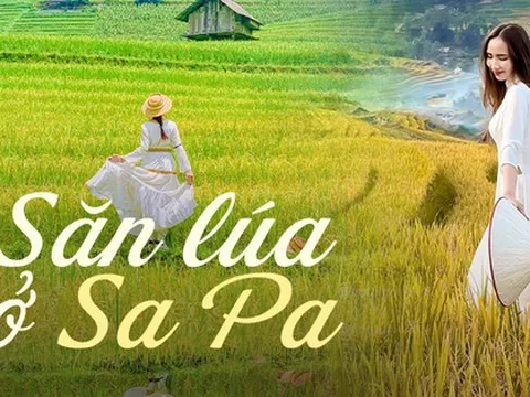 Đi săn lúa ở Sa Pa nhưng không phải ai cũng tìm được những thửa ruộng vàng óng, nguyên sơ