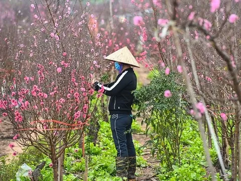 Đề xuất 2 phương án nghỉ Tết Nguyên đán Quý Mão năm 2023