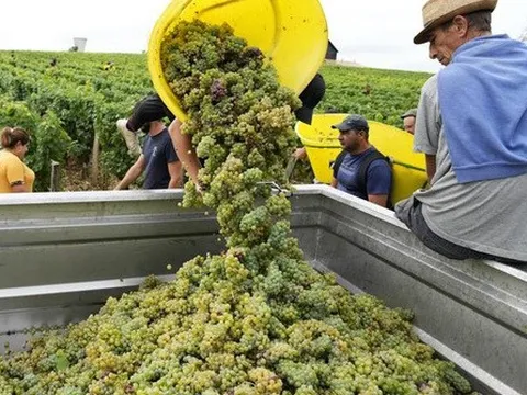 Thu hoạch nho sớm do nắng nóng tại Pháp