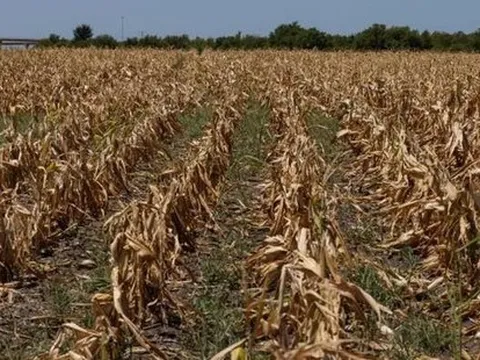 Các trang trại khô héo từ Mỹ đến Trung Quốc sẽ gây áp lực lên giá lương thực