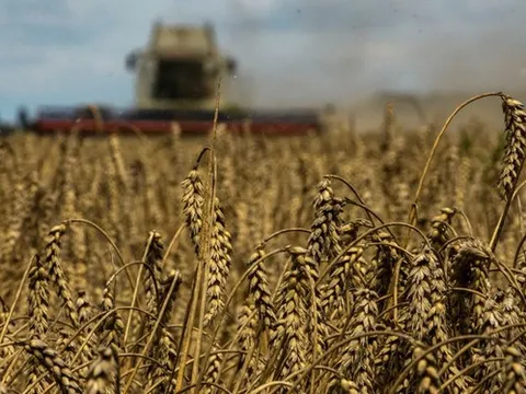 Khó khăn dồn dập, thị trường lương thực toàn cầu dễ rơi vào cuộc khủng hoảng mới