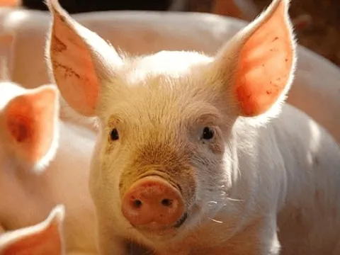 Giá heo hơi giảm đến 10.000 đồng/kg so với tuần trước