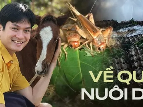 Chàng trai bỏ Nhật Bản về quê nuôi dế, xoay sở với 10 triệu đến ngày doanh thu khởi sắc