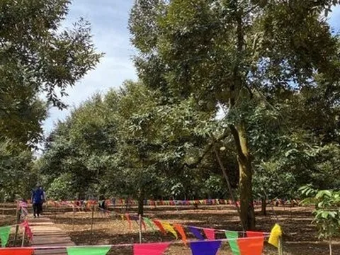 Sầu riêng là cơ ngơi làm ăn, thu bạc tỷ nên cần giữ vững chất lượng