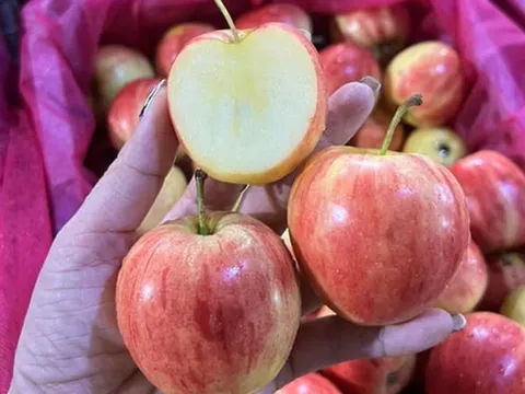 Táo cherry nhập khẩu giá rẻ không tưởng, chưa đến 8.000 đồng/kg
