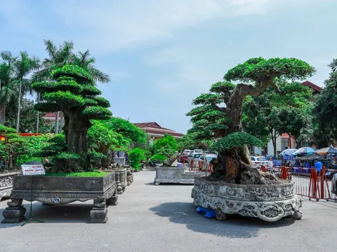 Những siêu cây cảnh hàng chục tỷ "hội ngộ" tại Bắc Ninh