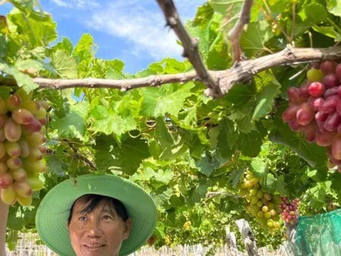 Độc đáo những vườn 'nho ba màu' ở Ninh Thuận