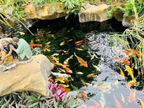 Vườn Nhật, cá koi - thú chơi tiền tỷ của nhà giàu Việt