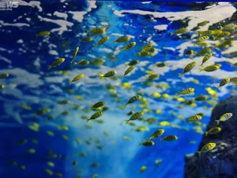 Mãn nhãn với đại dương cá thu nhỏ trong Bảo tàng Hải dương học Nha Trang