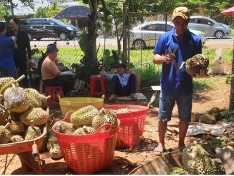 Áp lực lớn phía sau lễ hội sầu riêng