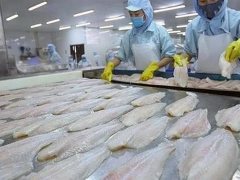 Đồng Tháp phấn đấu xuất khẩu cá tra đạt 100 triệu USD