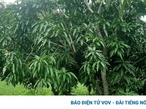 Xoài Tứ Quý “bén duyên” với vùng đất ven biển Bến Tre