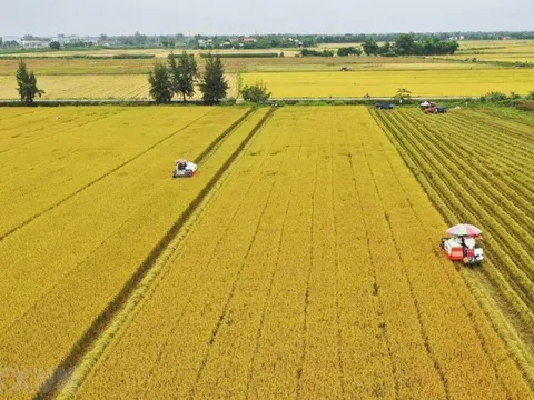 Một sản phẩm nông nghiệp của Việt Nam xuất khẩu cao kỷ lục, đạt 2 tỷ USD trong 7 tháng