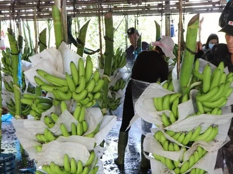 Chuối Việt Nam đắt khách tại Nhật Bản