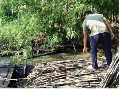 Nông dân Hậu Giang phấn khởi khi giá mía bán chục cao kỷ lục