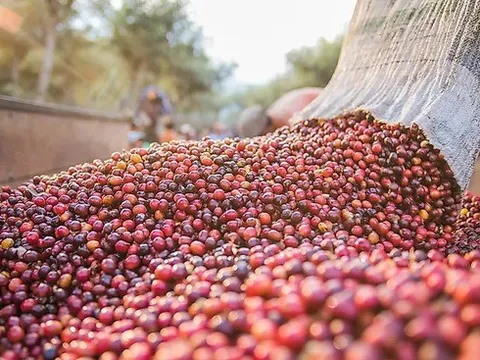 Tại sao giá cà phê thế giới vẫn cao bất chấp lo ngại về suy thoái kinh tế
