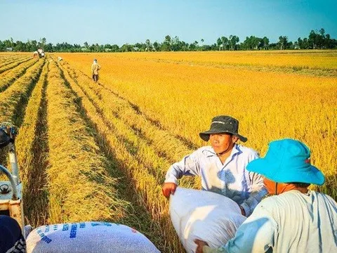 Ngành lúa gạo liên tục đón tin vui: Nhìn lại nội lực của doanh nghiệp Việt trước thềm phát triển mới