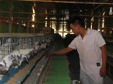 Gà ngủ máy lạnh, nghe nhạc đẻ trứng thu chục triệu mỗi ngày