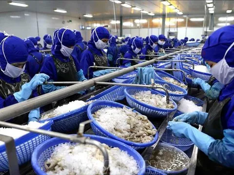 Hoa Kỳ tiếp tục áp thuế chống bán phá giá với tôm nước ấm nhập khẩu từ Việt Nam