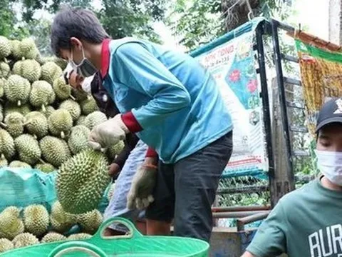 Nhiều đơn vị mạo danh mã số vùng trồng xuất khẩu sầu riêng sang Trung Quốc