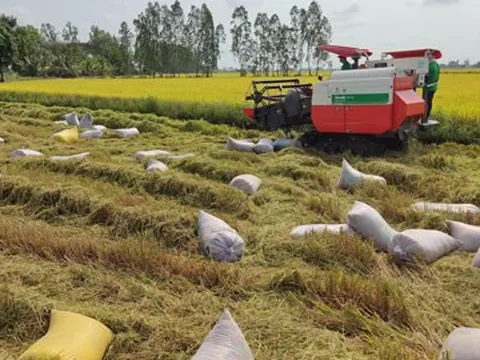 Động thái mới của Ấn Độ và cơ hội cho gạo Việt