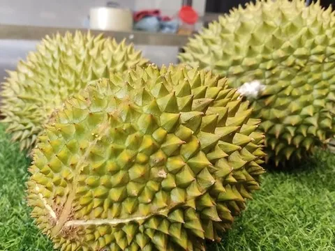 Siết quản lý để xuất khẩu chính ngạch sầu riêng bền vững