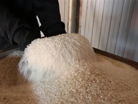 EU công bố thuế nhập khẩu gạo xát là 65 EUR/tấn