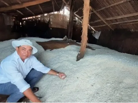 Giá muối thương phẩm tăng kỷ lục, diêm dân Bến Tre phấn khởi