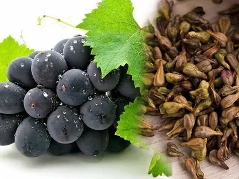 Bật mí những công dụng tuyệt vời của hạt nho