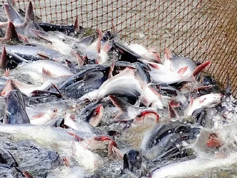 Dự báo xuất khẩu cá tra sang thị trường Anh năm 2022 tăng 30%