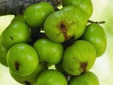 Những người không nên ăn quả sung, nhất là người số 2 cần tránh xa