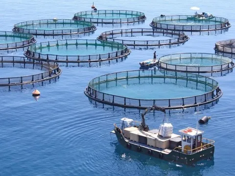 Những thách thức trong sản xuất thức ăn công nghiệp nuôi biển và hướng phát triển bền vững